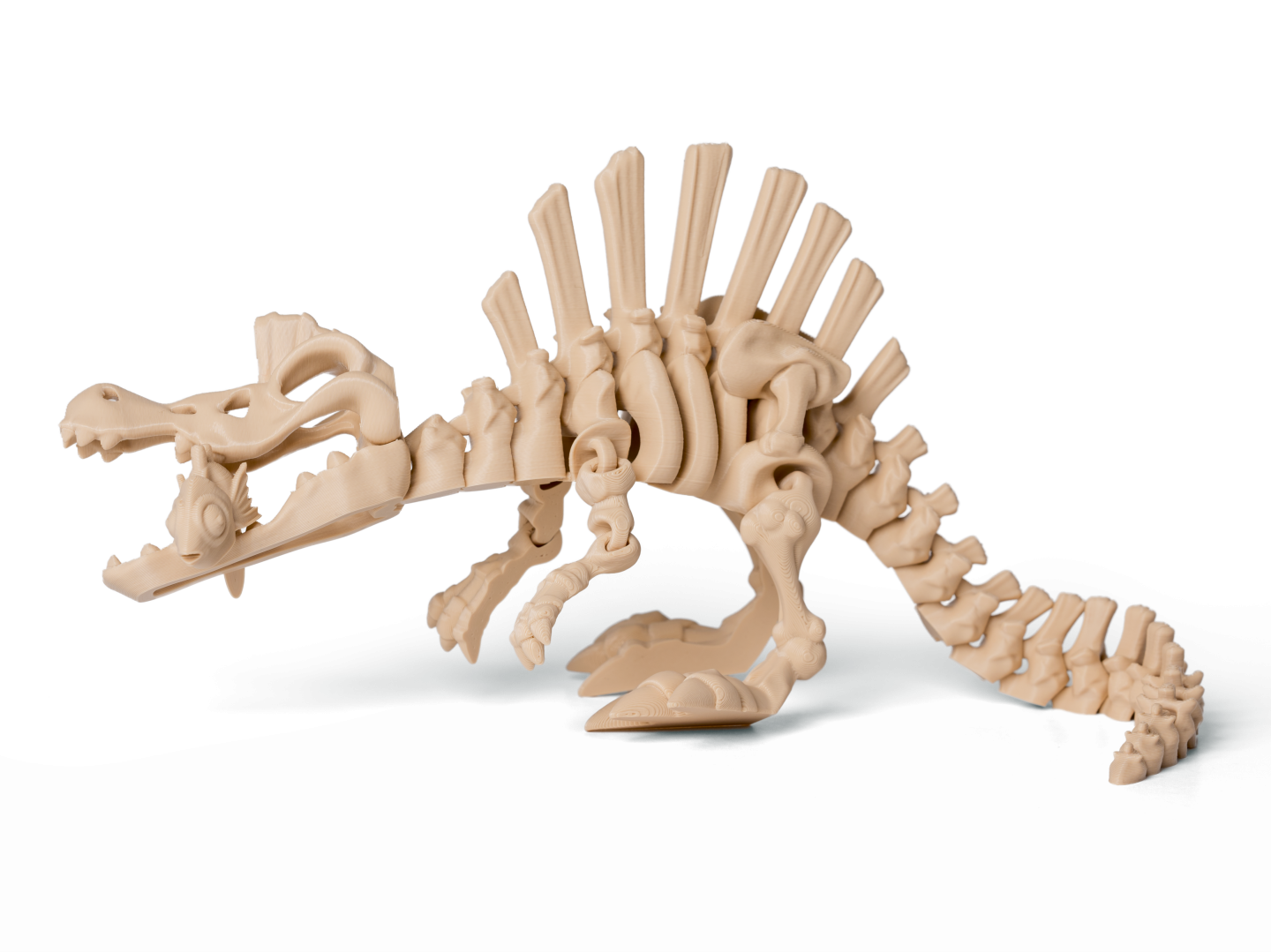 Kostra Spinosaurus 2